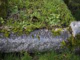 image of grave number 816540